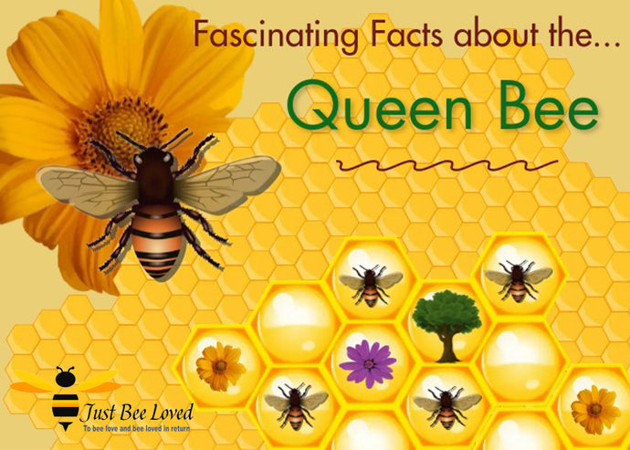 All About the Queen of the Hive