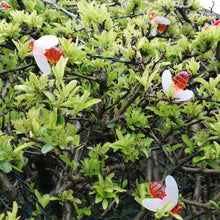 Load image into Gallery viewer, Honey Bee Solar Led String Lights