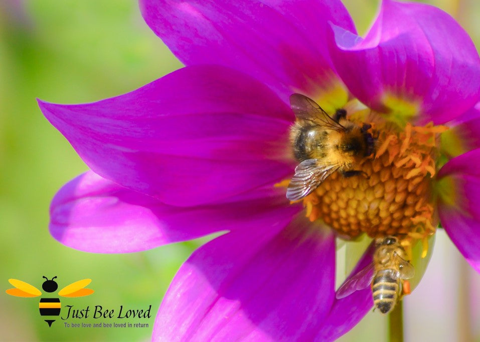 Why We're Saving the Wrong Bees