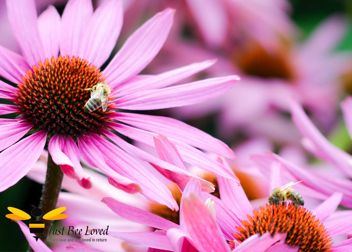 Wales aims to be world's first bee-friendly country