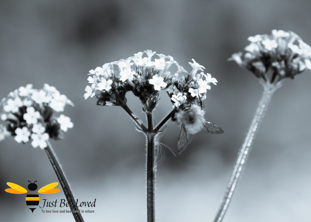 Bumblebee On a Misty Morning Black & white Photograph by Yasmin Flemming