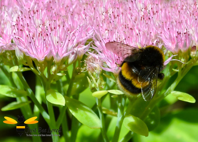 Bumblebee Conservation Trust