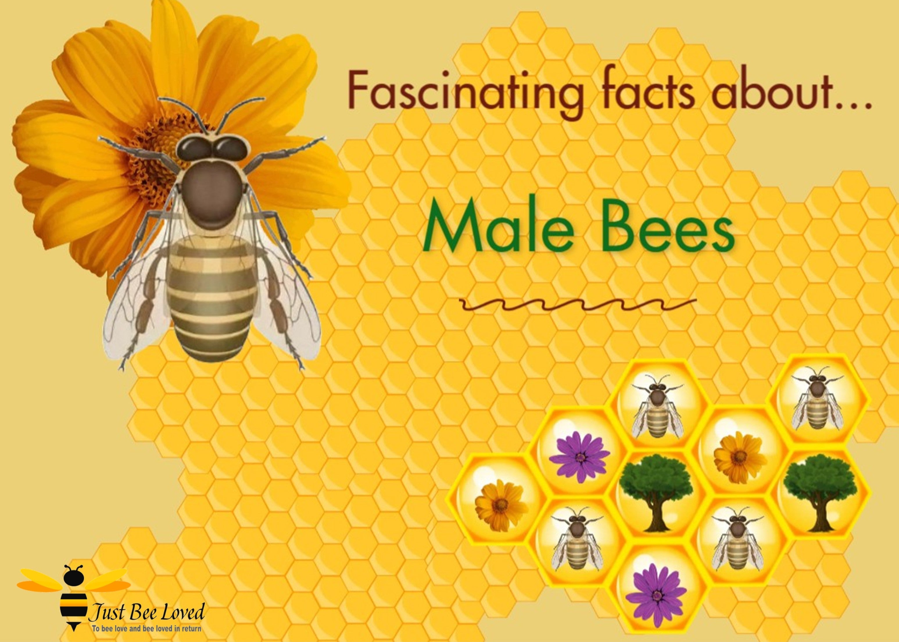 Interesting facts about male honey bees and male bumblebees