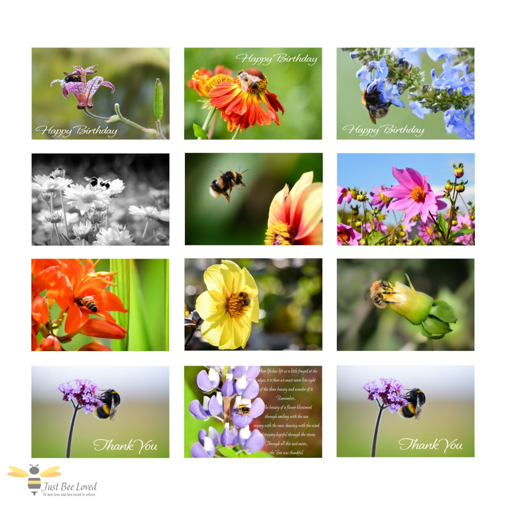 Pack of 12 assorted bee themed birthday, thank you and blank greeting cards featuring a variety of photographic images of honey bees and bumblebee portraits.