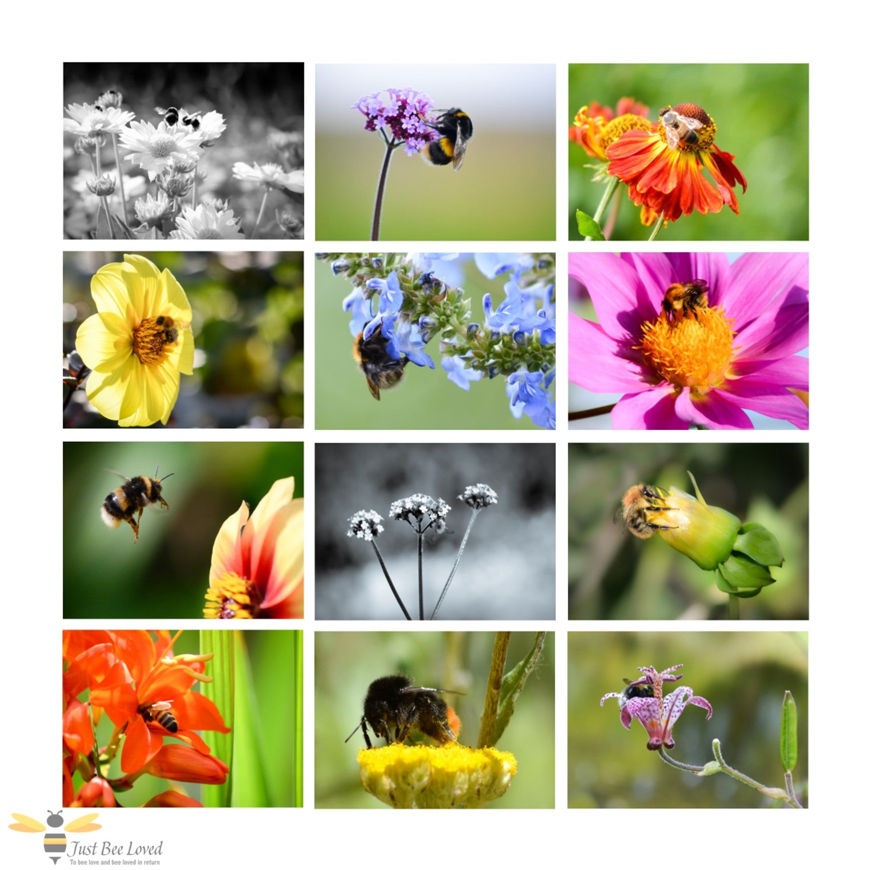 Pack of 12 bee themed blank greeting cards and note cards featuring a variety of photographic images of honey bees and bumblebee portraits.