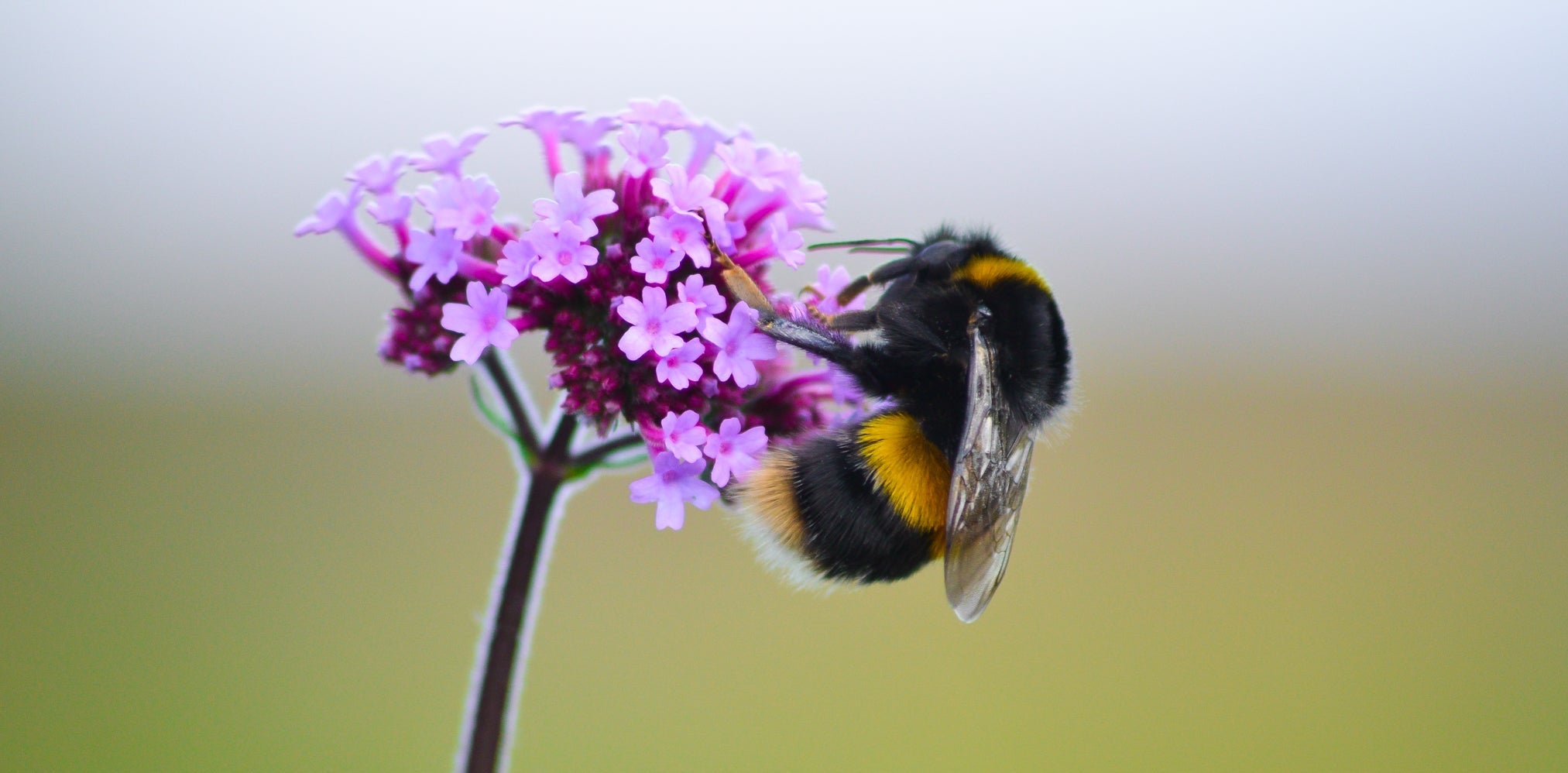 Just Bee Loved Photographic Signature Bumblebee on Verbena Flower