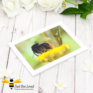 Red Tailed Bumblebee Photographic Blank Greeting Card image by Landscape & Nature Photographer Yasmin Flemming