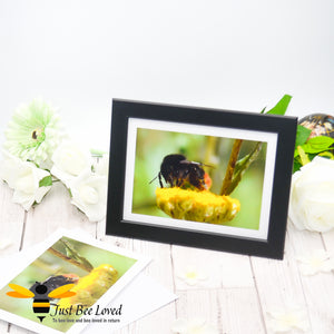 Red Tailed Bumblebee Photographic Blank Greeting Card image by Landscape & Nature Photographer Yasmin Flemming