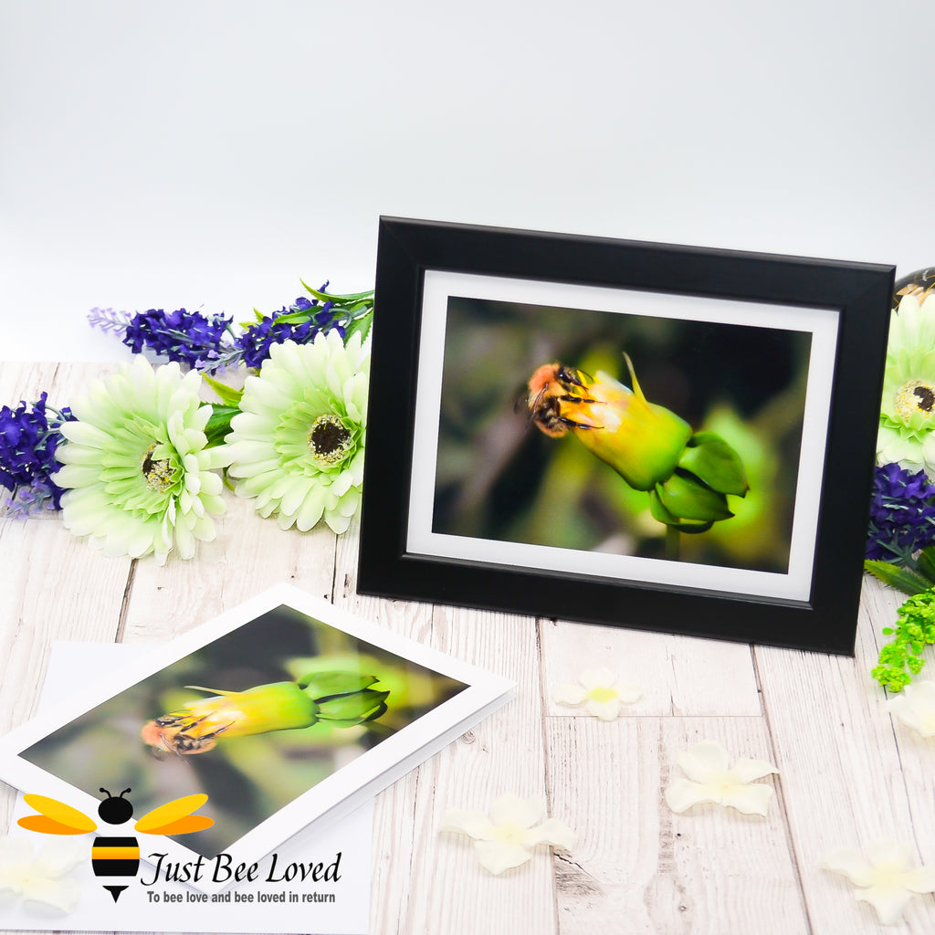 A framed photographic greeting card featuring an image of a carder bee dipping its tongue into a closed flower.