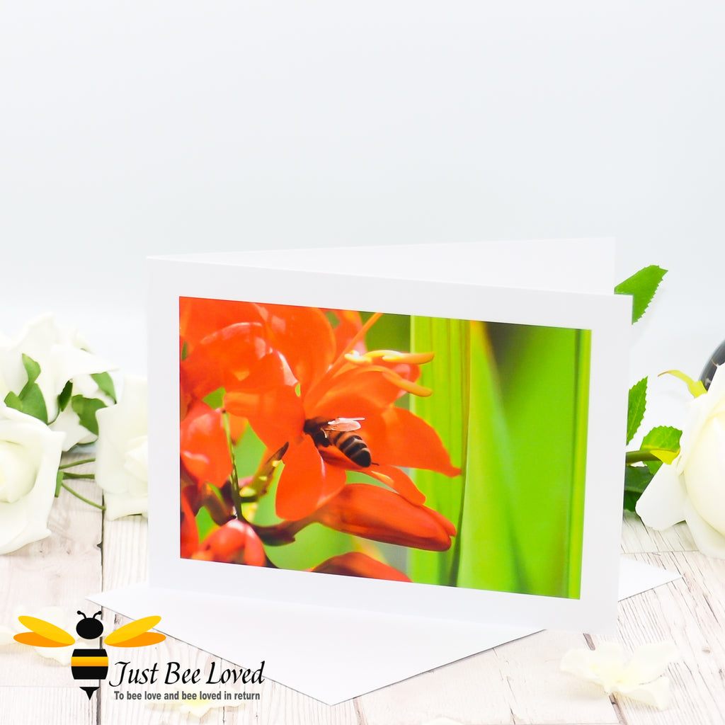 a colourful greeting card featuring a photographic image of a honey bee inside an orange lily flower against a bright green grass drop.