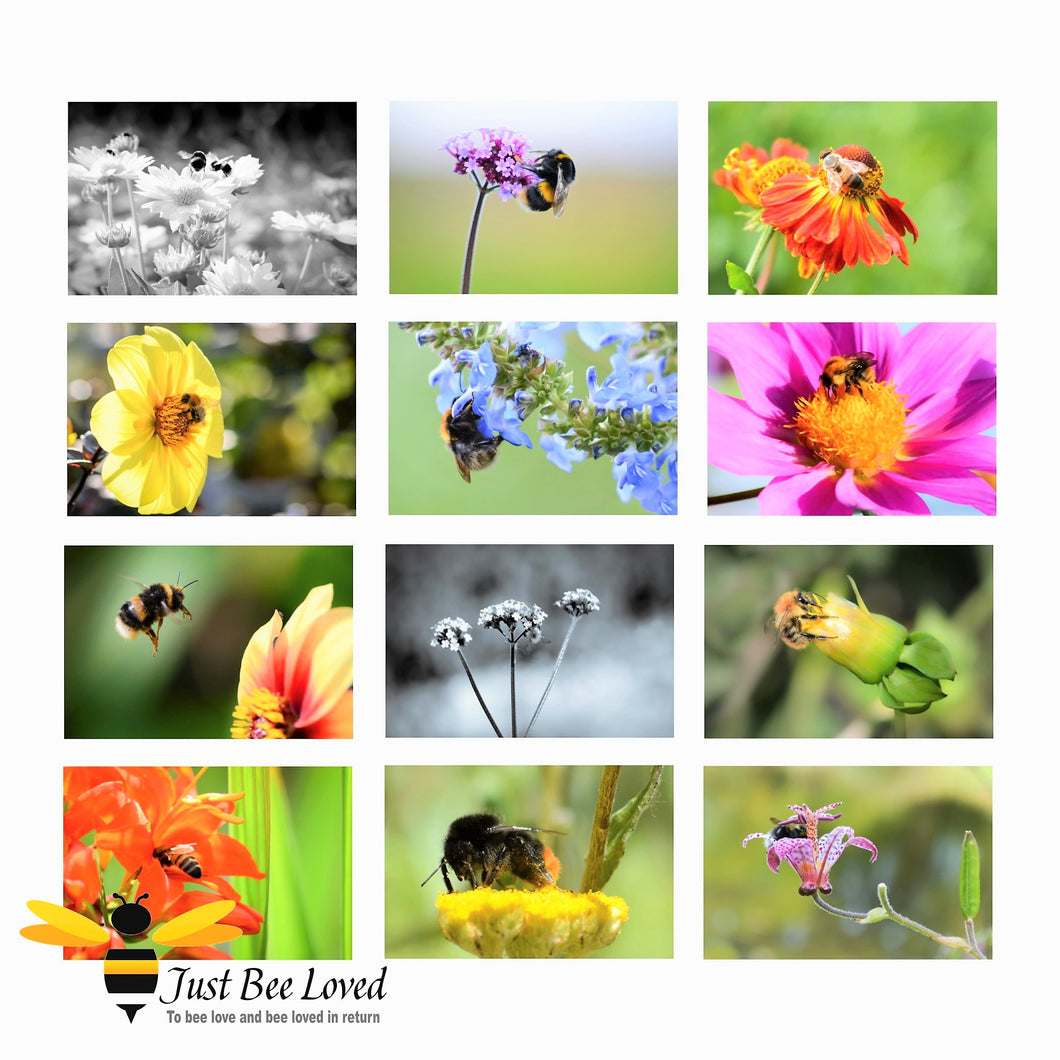 12-Pack Photographic Bee Honey Bee Bumblebees Portraits BLANK Greeting Cards images by Landscape & Nature Photographer Yasmin Flemming