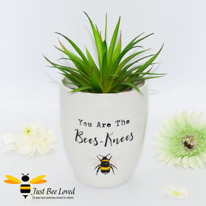 ivory ceramic indoor plant pot featuring a bumblebee illustration and "you are the bees knees" text.
