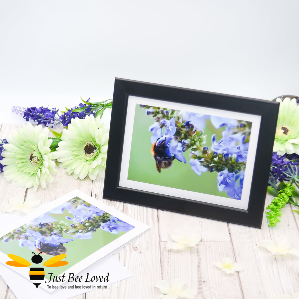 Framed photographic greeting card featuring an image of a bumblebee on blue salvia flowers.