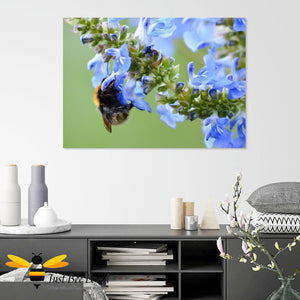 Just Bee Loved Bumblebee and Blue Saliva Graphic Canvas Art Wall Decor by Landscape & Nature Photographer Yasmin Flemming