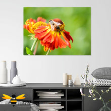 Load image into Gallery viewer, Just Bee Loved Home Decor Large Wall Art Canvas with Honeybee on Helenium flower print by landscape &amp; nature photographer Yasmin Flemming