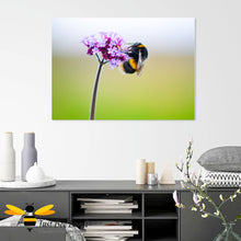 Load image into Gallery viewer, Just Bee Loved Home Decor Large Canvas of White tailed Bumblebee on purpletop verbena flower Wall Decor by Landscape &amp; Nature Photographer Yasmin Flemming